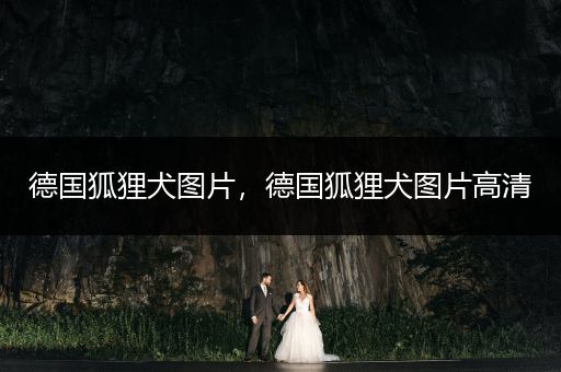 德國(guó)狐貍?cè)畧D片，德國(guó)狐貍?cè)畧D片高清