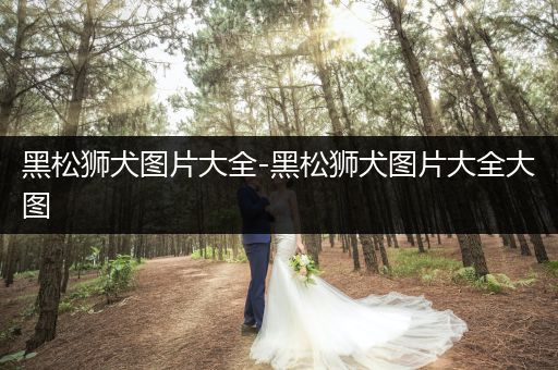 黑松獅犬圖片大全-黑松獅犬圖片大全大圖