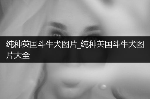 純種英國(guó)斗牛犬圖片_純種英國(guó)斗牛犬圖片大全