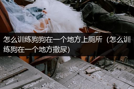 怎么訓(xùn)練狗狗在一個地方上廁所（怎么訓(xùn)練狗在一個地方撒尿）