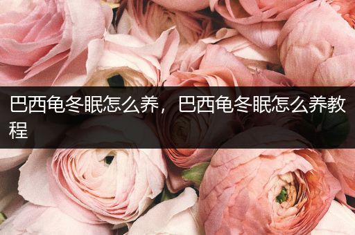 巴西龜冬眠怎么養(yǎng)，巴西龜冬眠怎么養(yǎng)教程