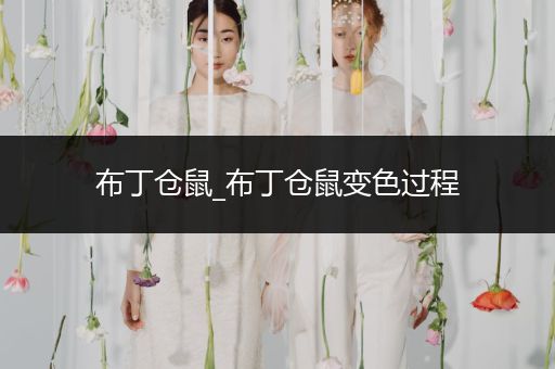 布丁倉鼠_布丁倉鼠變色過程