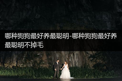 哪種狗狗最好養(yǎng)最聰明-哪種狗狗最好養(yǎng)最聰明不掉毛