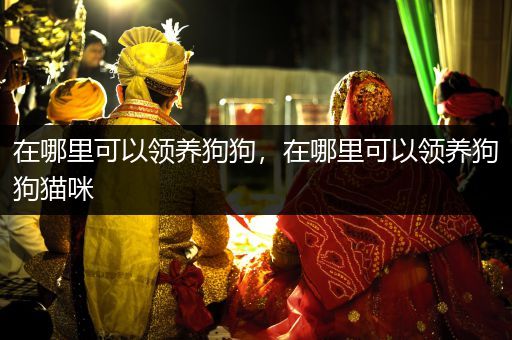 在哪里可以領養(yǎng)狗狗，在哪里可以領養(yǎng)狗狗貓咪