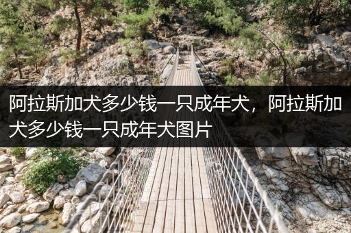 阿拉斯加犬多少錢一只成年犬，阿拉斯加犬多少錢一只成年犬圖片