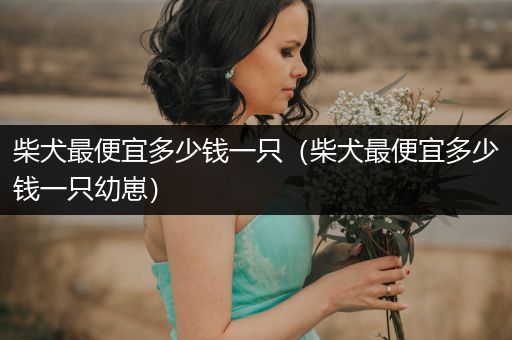 柴犬最便宜多少錢一只（柴犬最便宜多少錢一只幼崽）