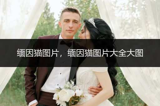 緬因貓圖片，緬因貓圖片大全大圖