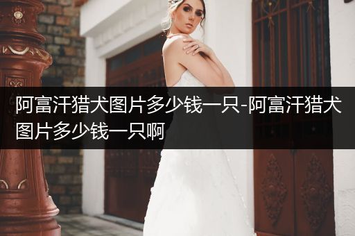 阿富汗獵犬圖片多少錢一只-阿富汗獵犬圖片多少錢一只啊