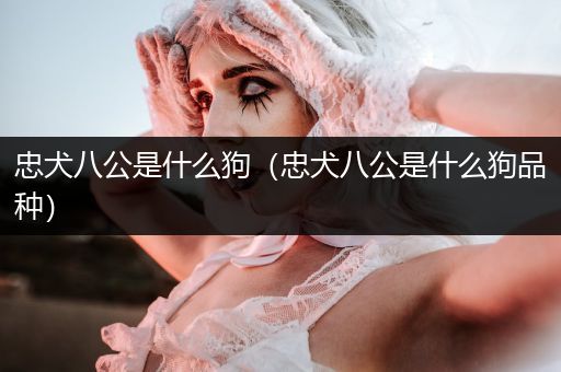 忠犬八公是什么狗（忠犬八公是什么狗品種）