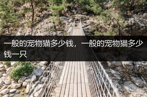 一般的寵物貓多少錢，一般的寵物貓多少錢一只