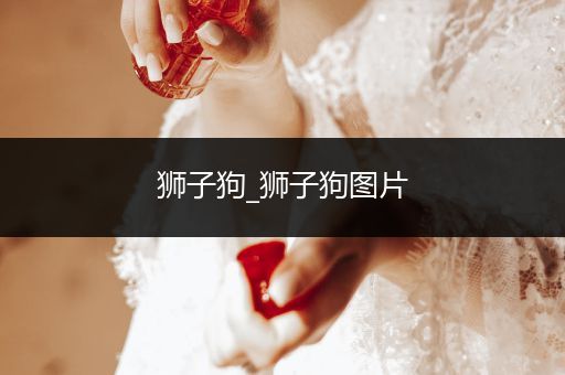 獅子狗_獅子狗圖片