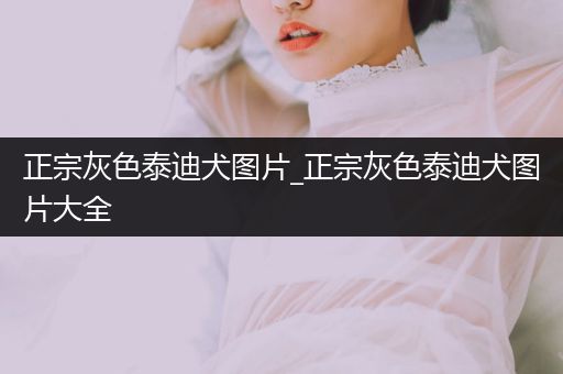 正宗灰色泰迪犬圖片_正宗灰色泰迪犬圖片大全