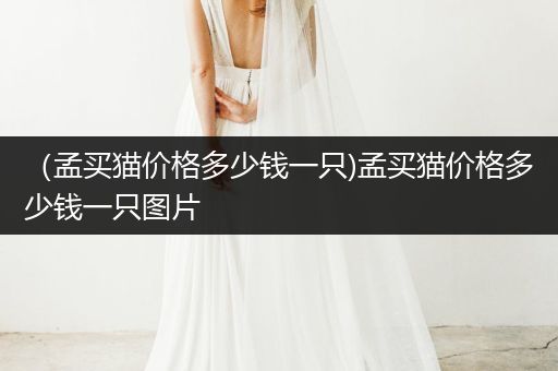 （孟買貓價格多少錢一只)孟買貓價格多少錢一只圖片