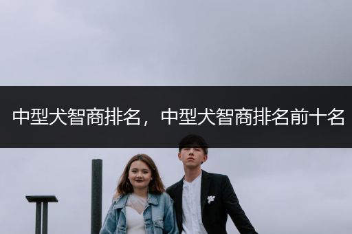 中型犬智商排名，中型犬智商排名前十名