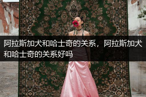 阿拉斯加犬和哈士奇的關(guān)系，阿拉斯加犬和哈士奇的關(guān)系好嗎