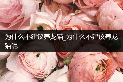 為什么不建議養(yǎng)龍貓_為什么不建議養(yǎng)龍貓呢