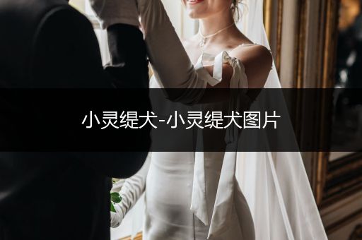 小靈緹犬-小靈緹犬圖片