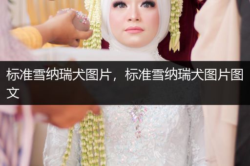 標(biāo)準(zhǔn)雪納瑞犬圖片，標(biāo)準(zhǔn)雪納瑞犬圖片圖文