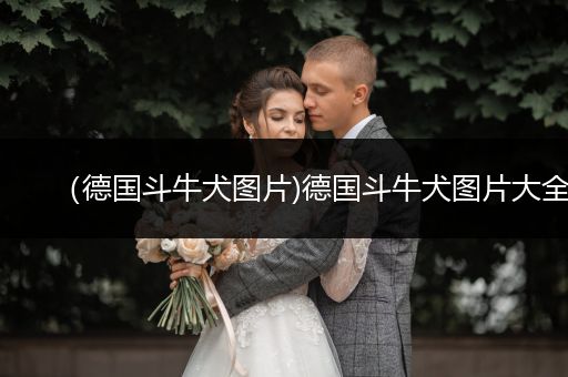 （德國斗牛犬圖片)德國斗牛犬圖片大全