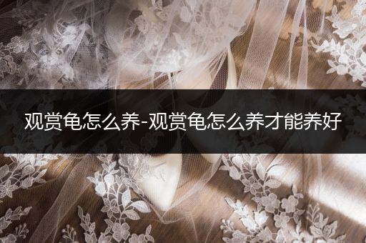 觀賞龜怎么養(yǎng)-觀賞龜怎么養(yǎng)才能養(yǎng)好