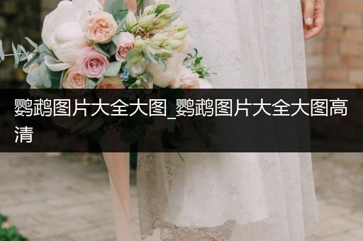 鸚鵡圖片大全大圖_鸚鵡圖片大全大圖高清