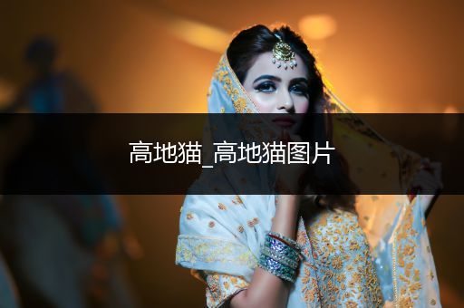 高地貓_高地貓圖片