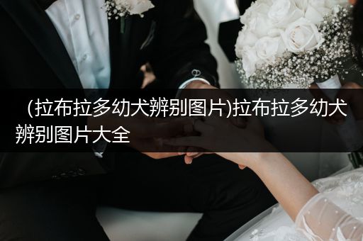 （拉布拉多幼犬辨別圖片)拉布拉多幼犬辨別圖片大全