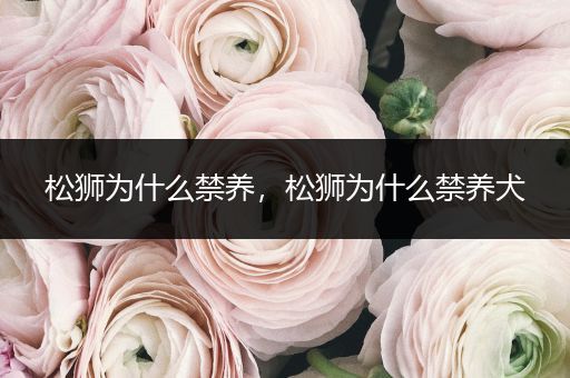 松獅為什么禁養(yǎng)，松獅為什么禁養(yǎng)犬