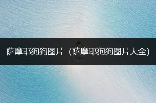 薩摩耶狗狗圖片（薩摩耶狗狗圖片大全）