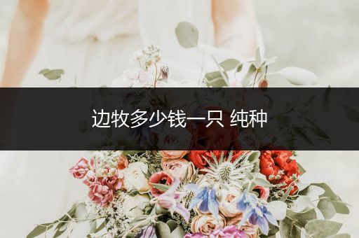 邊牧多少錢一只 純種