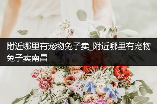 附近哪里有寵物兔子賣_附近哪里有寵物兔子賣南昌