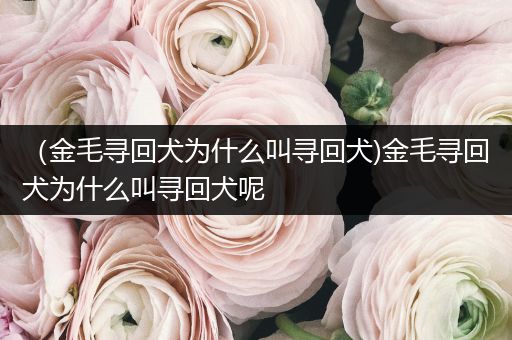 （金毛尋回犬為什么叫尋回犬)金毛尋回犬為什么叫尋回犬呢