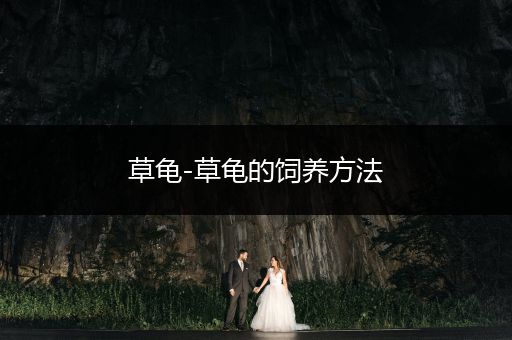 草龜-草龜?shù)娘曫B(yǎng)方法