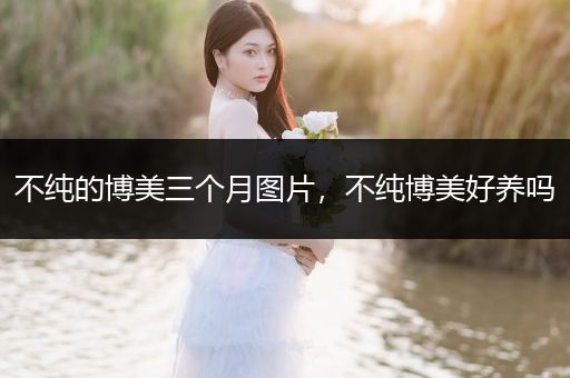 不純的博美三個月圖片，不純博美好養(yǎng)嗎