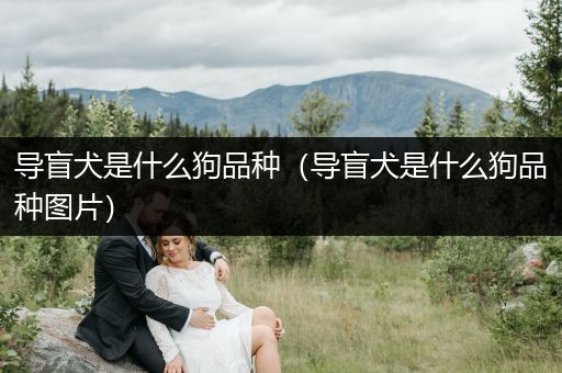 導(dǎo)盲犬是什么狗品種（導(dǎo)盲犬是什么狗品種圖片）