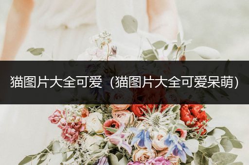 貓圖片大全可愛(貓圖片大全可愛呆萌)