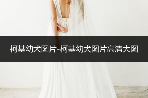 柯基幼犬圖片-柯基幼犬圖片高清大圖