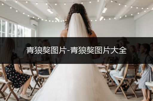 青狼獒圖片-青狼獒圖片大全