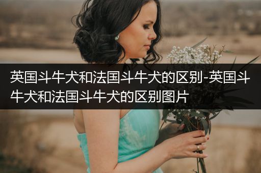 英國斗牛犬和法國斗牛犬的區(qū)別-英國斗牛犬和法國斗牛犬的區(qū)別圖片