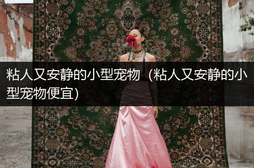 粘人又安靜的小型寵物（粘人又安靜的小型寵物便宜）