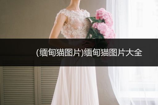 （緬甸貓圖片)緬甸貓圖片大全