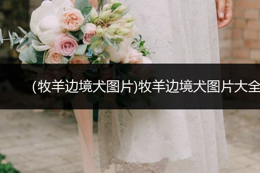 （牧羊邊境犬圖片)牧羊邊境犬圖片大全