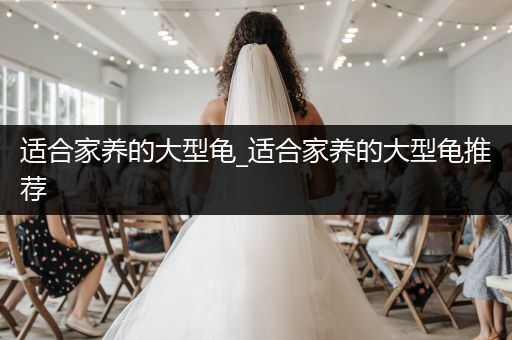 適合家養(yǎng)的大型龜_適合家養(yǎng)的大型龜推薦