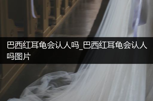 巴西紅耳龜會(huì)認(rèn)人嗎_巴西紅耳龜會(huì)認(rèn)人嗎圖片