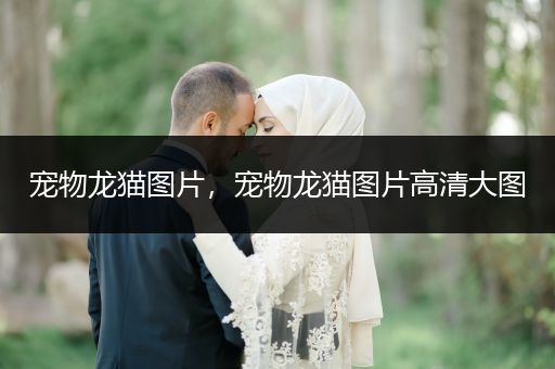 寵物龍貓圖片，寵物龍貓圖片高清大圖