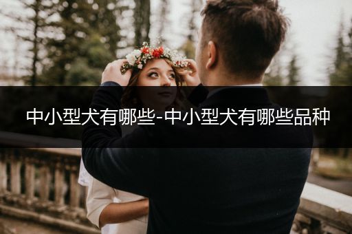 中小型犬有哪些-中小型犬有哪些品種