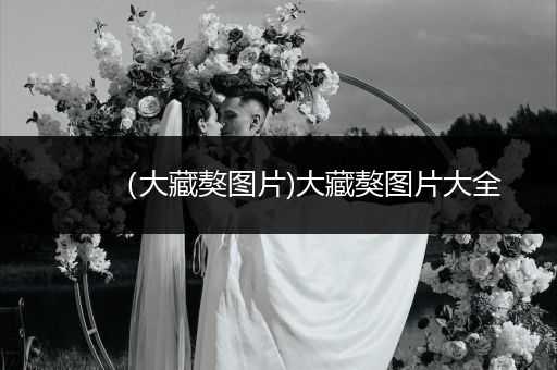 （大藏獒圖片)大藏獒圖片大全