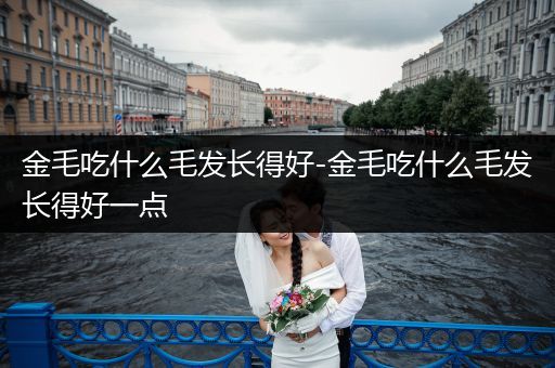 金毛吃什么毛發(fā)長得好-金毛吃什么毛發(fā)長得好一點