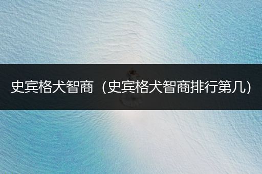 史賓格犬智商(史賓格犬智商排行第幾)