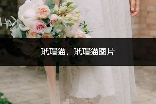 玳瑁貓,玳瑁貓圖片